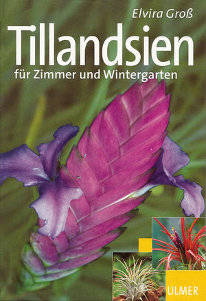 Gross - Tillandsien fuer Zimmer und Wintergarten.jpg